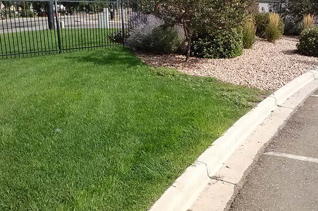 Lawn Care Services Near Me Windsor Colorado Clc Landscaping